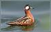 Phalarope � bec large  - Jean-Luc Ronn�