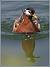 Phalarope � bec large  - Jean-Luc Ronn�