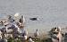 Mouette tridactyle  - Fabrice Rayer