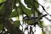M�sange charbonni�re (Parus major) � Louis Rattier