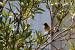 Rougequeue � front blanc (Phoenicurus phoenicurus) � Louis Rattier