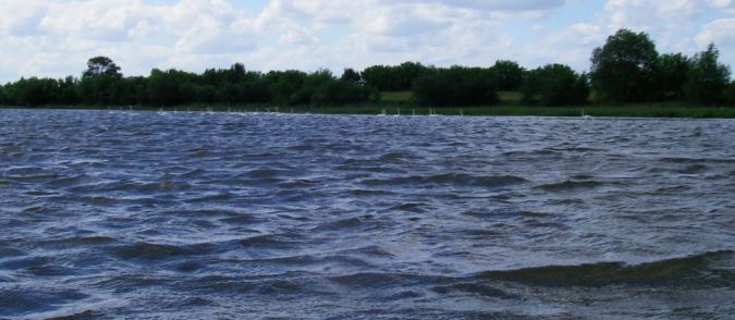 Cygne tubercul�  - Maxime Dup�