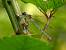 Leste dryade  - Alain Foss� (obs)