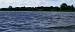 Cygne tubercul�  - Maxime Dup�