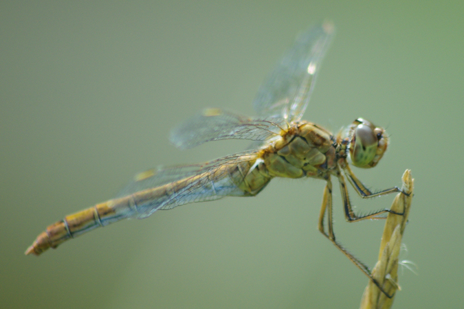Symp�trum m�ridional  - Herv� Le Morvan