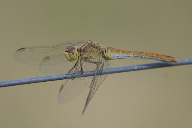 Symp�trum m�ridional  - Herv� Le Morvan