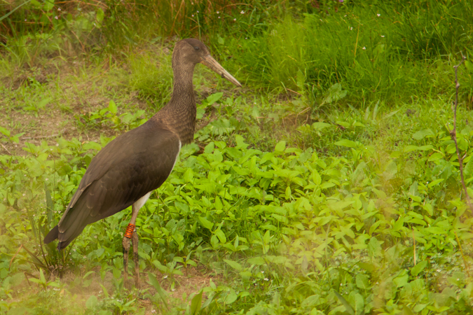 Cigogne noire  - Pascal Bellion