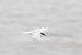 Sterne pierregarin (Sterna hirundo) � Jean-Paul Le Mao