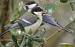 M�sange charbonni�re (Parus major) � Jean-Paul Le Mao