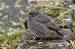 Rougequeue noir (Phoenicurus ochruros) � Jean-Paul Le Mao
