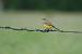 Bergeronnette centratlantique (Motacilla flava flava x iberiae) � Catherine Lechevallier