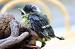 M�sange charbonni�re (Parus major) � Bernadette et Patrice Beaup�rin-Delaunay