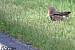 Effraie des clochers (Tyto alba) � Florian Bertin 