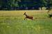 Chevreuil europ�en (Capreolus capreolus) � Maxime Dup�