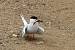 Sterne pierregarin (Sterna hirundo) � Didier Bizien
