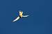 Faucon cr�cerelle (Falco tinnunculus) � Romain Bonnet