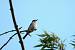 Gobemouche gris (Muscicapa striata) � Romain Bonnet