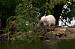 Ragondin (Myocastor coypus) � Romain Bonnet