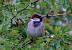 Moineau domestique (Passer domesticus) � auteur&nbsp;non&nbsp;diffus&eacute;