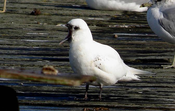 Mouette blanche - � Julien Gernigon