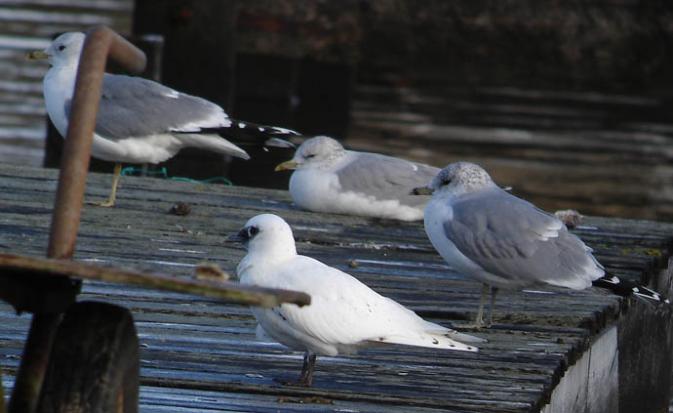 Gaviota Marfile�a - � Julien Gernigon