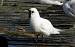 Gaviota Marfile�a - � Julien Gernigon