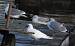 Gaviota Marfile�a - � Julien Gernigon