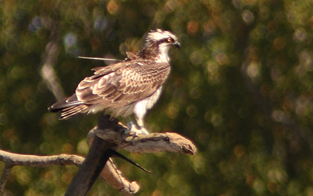 Osprey - � Didier Domec