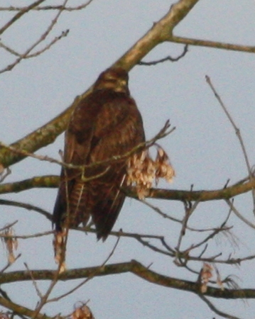 Buse variable - � Alain Naves