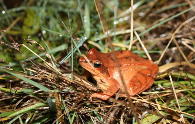 Grenouille agile - © Stéphan Tillo Grenouille agile - © Stéphan Tillo