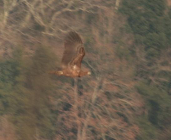 White-tailed Eagle - � Marie-Fran�oise Canevet