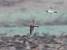 Alouette des champs - � Alain Naves