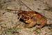 Crapaud commun - � St�phan Tillo