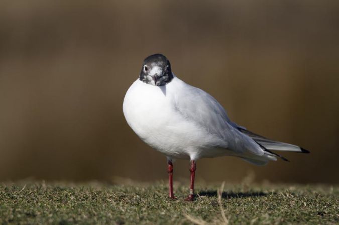 Mouette rieuse - � Michel Qu�ral