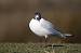 Mouette rieuse - � Michel Qu�ral