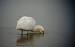 Spatule blanche - � Laurence Goyeneche