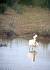 Spatule blanche - � Laurence Goyeneche
