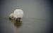 Spatule blanche - � Laurence Goyeneche