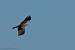 Black Kite (Milvus migrans) � Richard Striebel