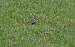 European Golden Plover (Pluvialis apricaria) � Henri Marliangeas