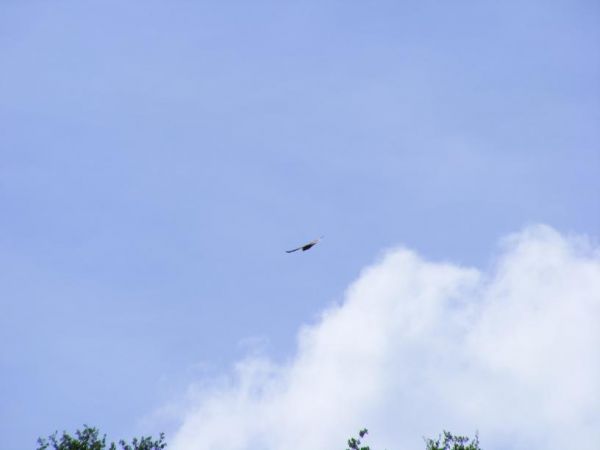 Common Buzzard - � Fran�ois Gorenflot