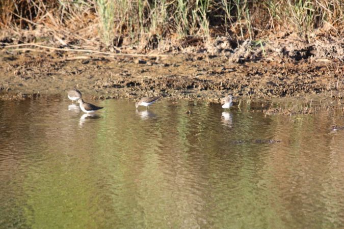 Green Sandpiper - � Conseil G�n�ral Gironde Espaces Naturels