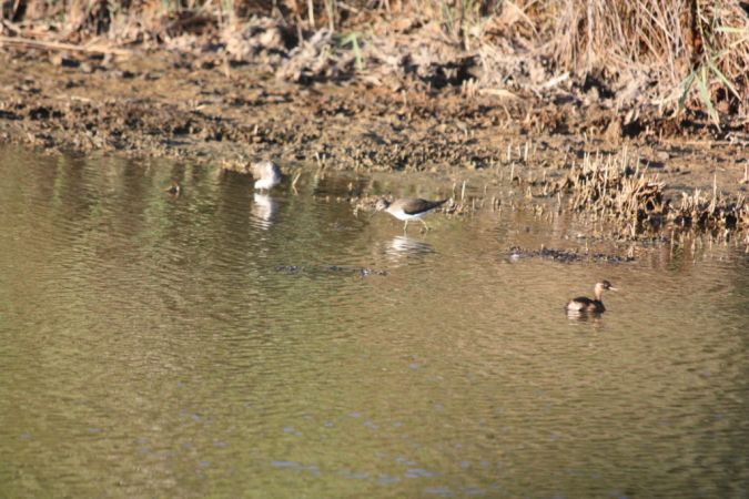 Little Grebe - � Conseil G�n�ral Gironde Espaces Naturels