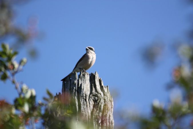 Red-backed Shrike - � Conseil G�n�ral Gironde Espaces Naturels