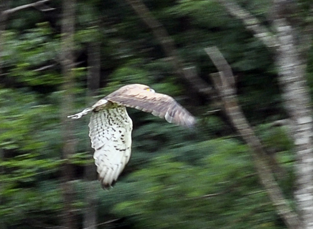 Short-toed Snake Eagle - � Alain Laborde