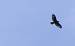 Common Buzzard - � Fran�ois Gorenflot