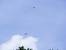 Common Buzzard - � Fran�ois Gorenflot
