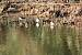 Green Sandpiper - � Conseil G�n�ral Gironde Espaces Naturels