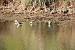 Green Sandpiper - � Conseil G�n�ral Gironde Espaces Naturels
