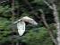 Short-toed Snake Eagle (Circaetus gallicus) � Alain Laborde